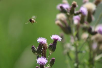 Close-up of bee on purple flower