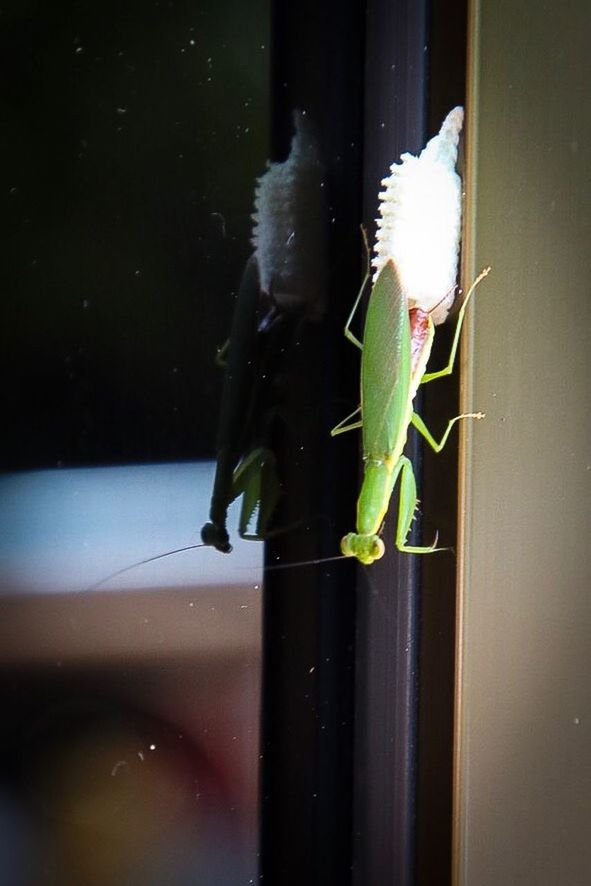 CLOSE-UP OF INSECTS ON WINDOW