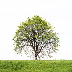 Trees on grassy field