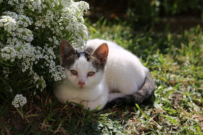 Portrait of white cat on field