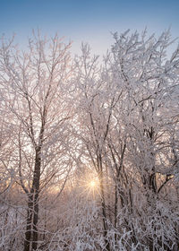 Snow covered bare trees against sky during winter