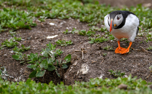 Close-up of a bird on field