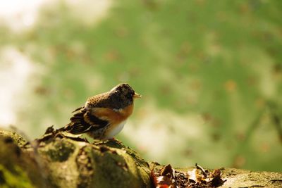 Close-up of bird