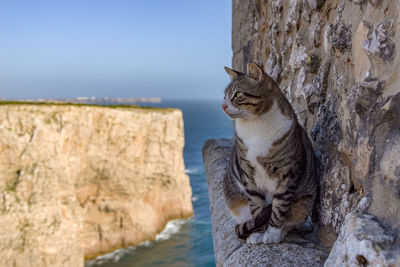 Cat looking away on rock