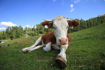 Cows in a field