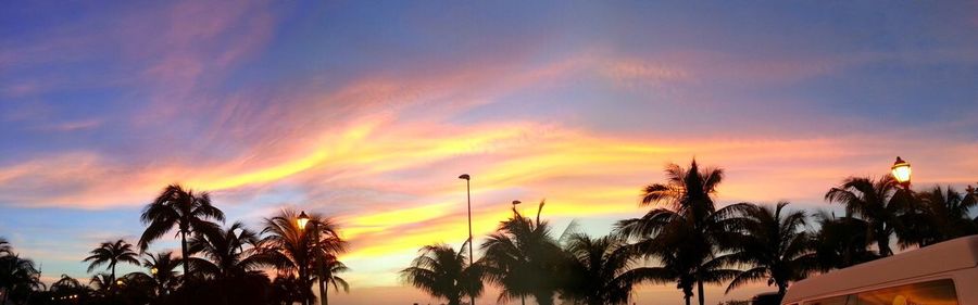 Low angle view of palm trees against sky