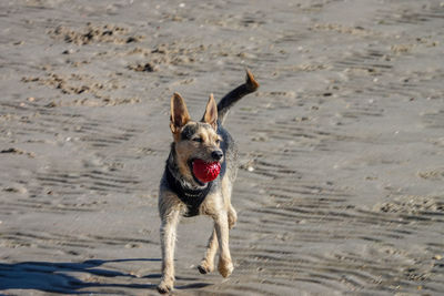 Portrait of dog running on beach