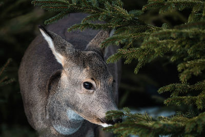 Close-up of deer