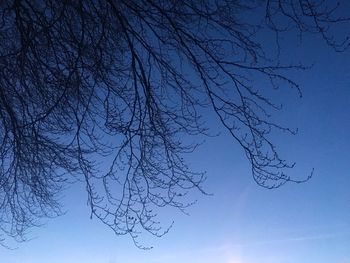 Low angle view of tree branch against blue sky