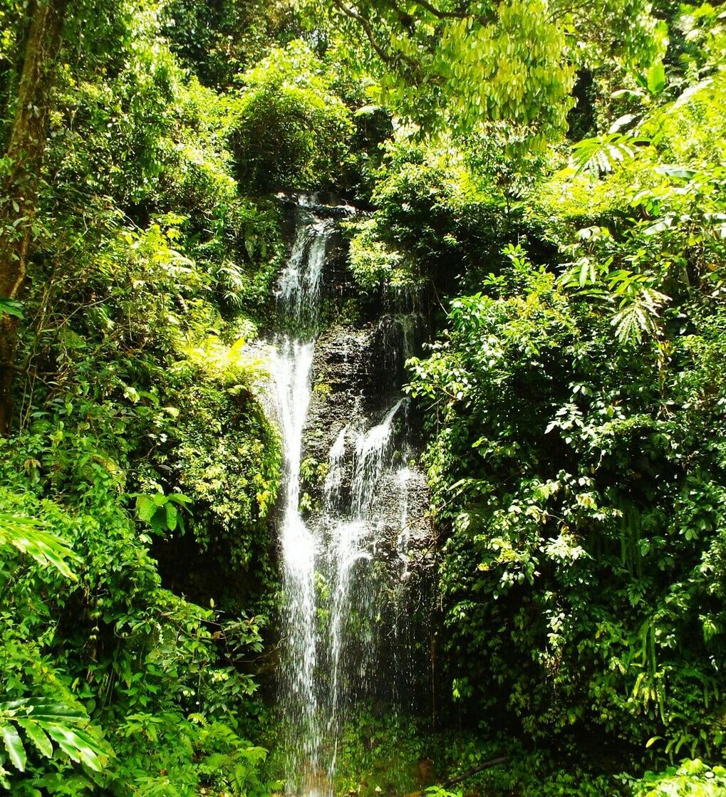 tree, forest, plant, beauty in nature, waterfall, scenics - nature, motion, flowing water, land, water, green color, long exposure, nature, foliage, lush foliage, blurred motion, growth, environment, no people, outdoors, rainforest, flowing, power in nature, falling water