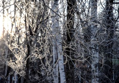 Bare trees in forest
