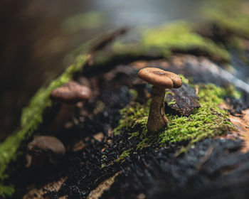 Close-up of mushroom growing on tree trunk