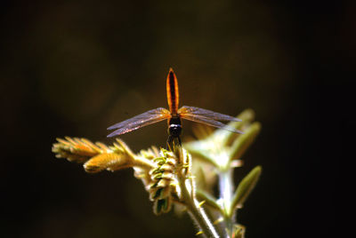 Close-up of insect on flower