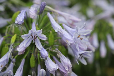 Close-up of purple flowering plants