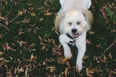 High angle view of dog on grass