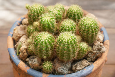 High angle view of succulent plant in pot