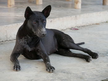 Portrait of black dog sitting on floor