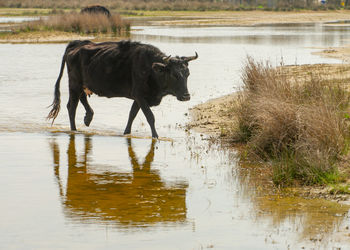 Cows returned from grazing in danube delta romania