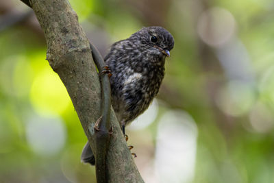 Close-up of bird perching on branch