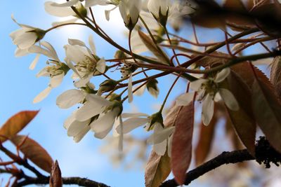 Low angle view of flowering plant against sky