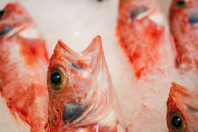 Close-up of fish for sale in market