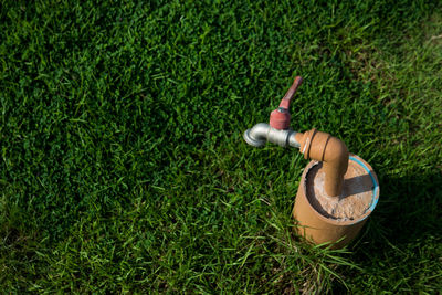 Close-up of grass on grassland