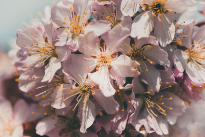 Close-up of cherry blossoms