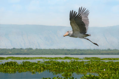 Bird flying over lake against sky