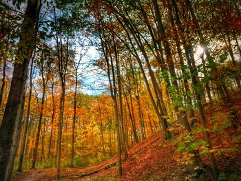 Trees in forest during autumn