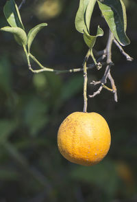 Close-up of orange fruit hanging on tree