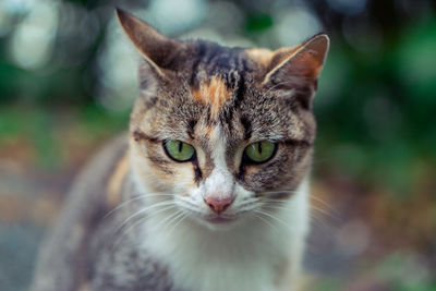 Close-up portrait of tabby cat