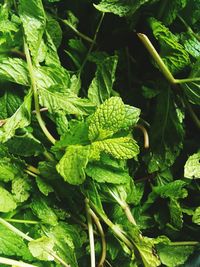 High angle view of fresh green plant