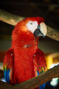 Close-up of parrot perching on branch