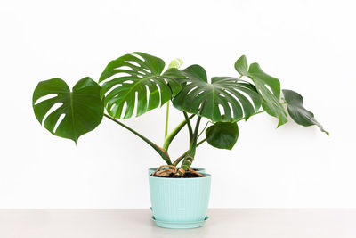 Close-up of potted plant against white background