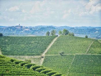 Scenic view of agricultural field against sky