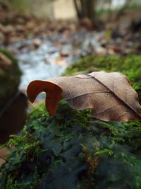 Close up of leaf