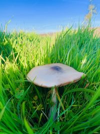 Close-up of mushroom growing on field