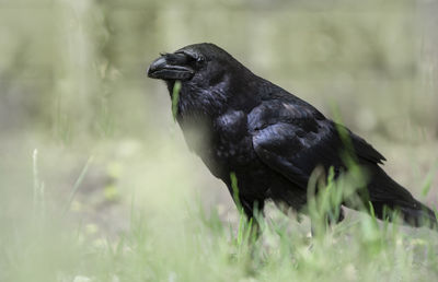 Close-up of a bird