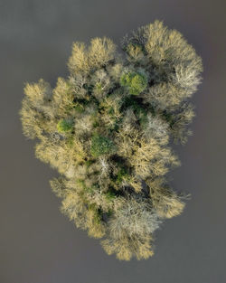 Close-up of dandelion against white background