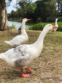 Ducks on a field