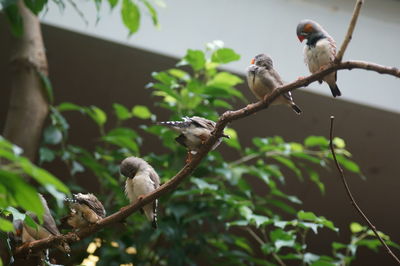 Low angle view of bird perching on tree