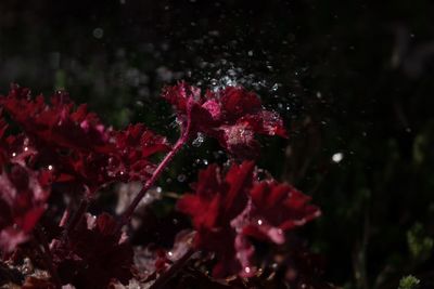 Close-up of wet red flower