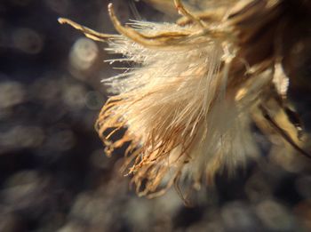 Close-up of flower against blurred background