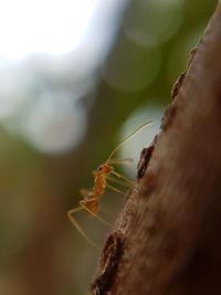 Close-up of spider on web