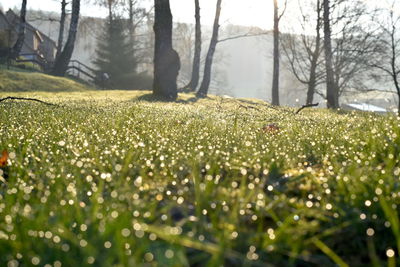 Surface level of trees on field