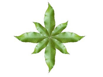 High angle view of leaves against white background