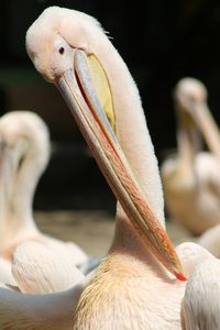 Close-up of a bird