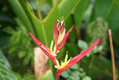 Close-up of pink flower