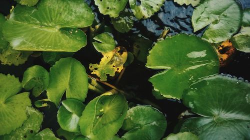 Full frame shot of leaves