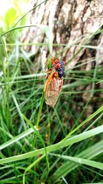 Close-up of insect on grass